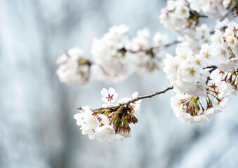 Poster - Beautiful view of Japanese cherry blossoms in the garden on a sunny day