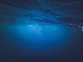 Canvas Print - Dolphins in the vibrant blue underwater