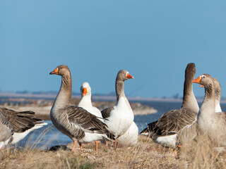 Wall Mural - Gaggle of geese walking in the nature