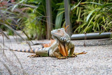 Poster - Closeup of an iguana walking on he ground next to green leaves