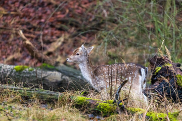 Poster - Beautiful shot of a deer standing in an autumn field with wet leaves and grass