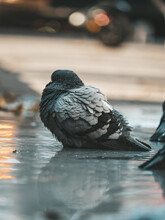 Vertical Shot Of A Pigeon Sitting On A Wet Ground