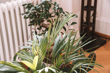 Sticker - Closeup of a plant in a pot