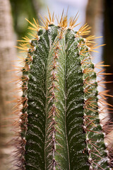 Poster - Selective focus shot of cactus in a dessert