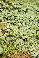 Canvas Print - Vertical shot of growing peat moss