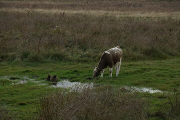 Sticker - Brown and white cow grazing grass in a wet green field at sunset