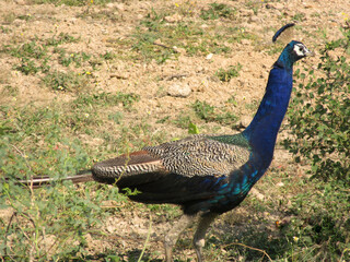 Wall Mural - Beautiful shot of a peafowl in a field during the day