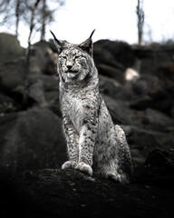 Canvas Print - Vertical shot of a lynx in a jungle