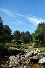 Poster - Vertical shot of a rocky water stream flowing down against a forest and a bright blue sky