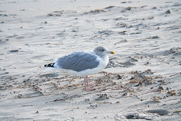 Canvas Print - Closeup of a seagull on beach sand