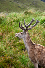 Poster - Closeup of a deer in the mountain field