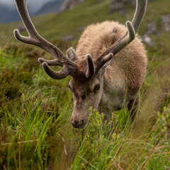 Sticker - Closeup of a deer in the mountain field