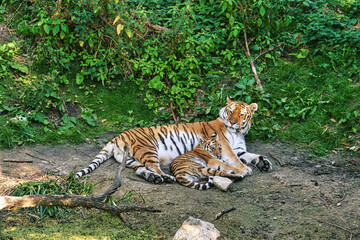 Poster - Closeup of a Siberian Tiger lying on the ground with her cub