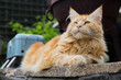 Ginger maine coon cat in a garden