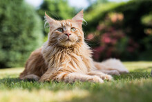 Ginger Maine Coon Cat In A Garden