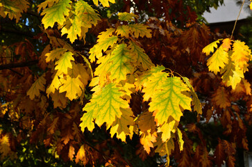 Wall Mural - closeup of autumn leaves on tree branches in a forest