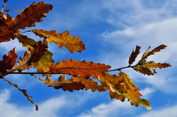 Canvas Print - Closeup of autumn leaves on tree branches in a forest