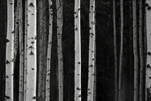 Greyscale Photo Of Birch Tree Trunks