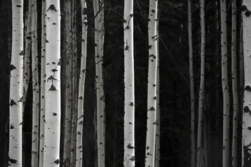 Wall Mural - Greyscale photo of birch tree trunks
