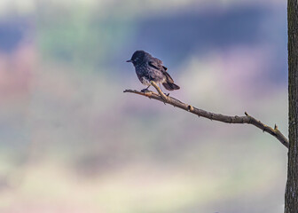 Wall Mural - Photo of a bush chat male bird perching on a tree in the garden