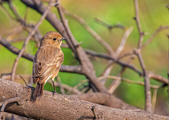 Wall Mural - Photo of a bush chat female bird perching on a tree