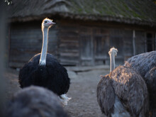 Sunlight Illuminating An Ostrich Surrounded By Other Ostriches On A Farm.