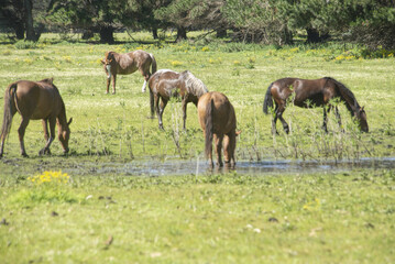 Wall Mural - Photo of horses grazing and drinking on pasture field