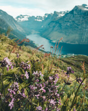 Shot Of Purple Mountain Flowers Against The Background Of Mountains With Snowy Peaks And A River