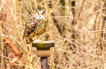 Sticker - Shallow focus of Eurasian eagle-owl