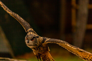 Wall Mural - Shallow focus of Red kite flying against green trees