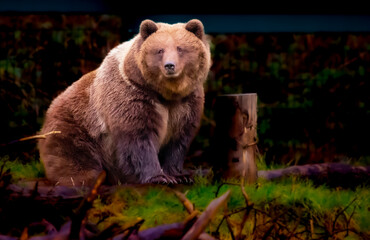 Sticker - Closeup of a big brown bear in he forest