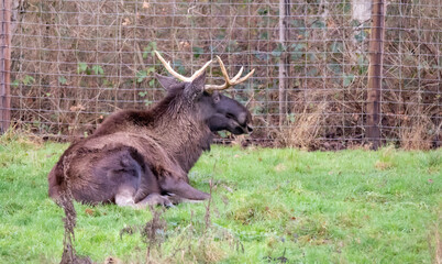 Wall Mural - Beautiful shot of Alpine ibex animals in the park