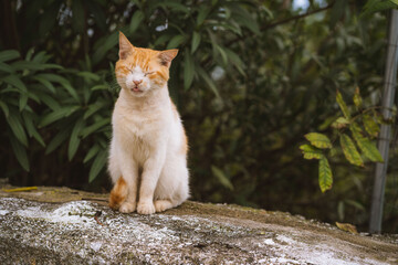 Poster - White and ginger cat sitting on a stone and looking  at the camera in the park