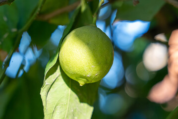 Wall Mural - Close-up shot of a lime on a tree