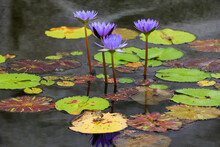 Natural View Of Flowing Lilies On A Calm Pond