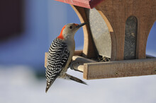 Red-bellied Woodpecker At A Bird Feeder In The Wintertime In Missouri