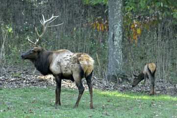 Wall Mural - Bull elk with a cow nearby during the rut mating season in Missouri