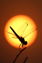 Vertical Closeup Shot Of A Dragonfly On The Sunset Background