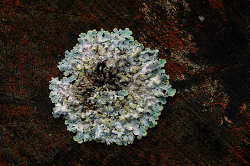 Poster - Mossy tree surface in the town of Lemele in Salland the Netherlands