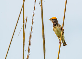 Poster - Closeup of a Weaver bird perching on a dry grass