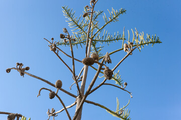 Canvas Print - Low angle view of beautiful cones on a tree against a blue sky