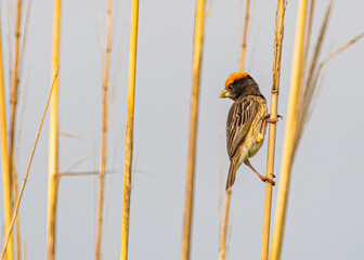 Sticker - Closeup of a Weaver bird perching on a dry grass looking down