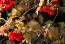 Closeup Of Branches Of Red Berries In The Autumn Garden