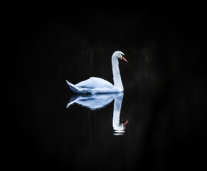 Poster - White swan floating in the lake reflected in water against black background