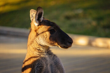 Sticker - Portrait of a cute kangaroo