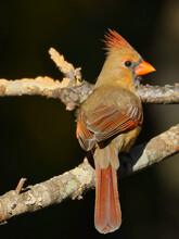 Closeup Shot Of A Cute Female Northern Cardinal Bird Perched On. A Tree
