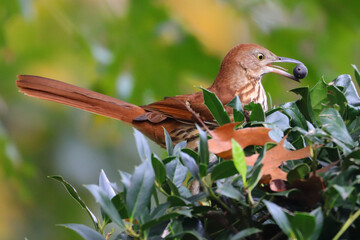 Wall Mural - Closeup shot of a cute Brown thrasher holding a blueberry with a beak