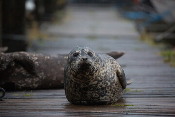 Canvas Print - Harbor seal on a wet wooden surface