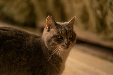 Poster - Ginger cat with green eyes staring at the camera on a blurred background