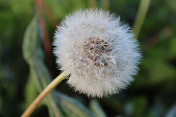 Sticker - Shallow focus of a common dandelion on a green blurry background